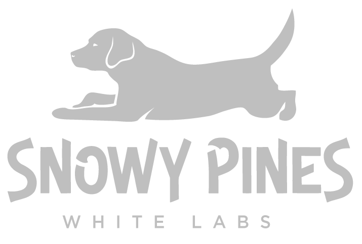 snowy pines white labradors